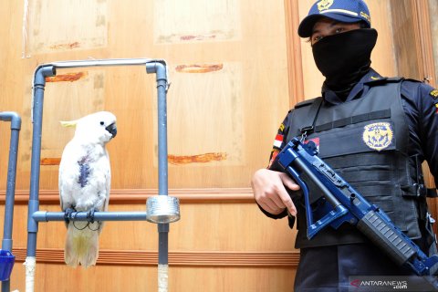 Gagalkan penyelundupan burung satwa dilindungi