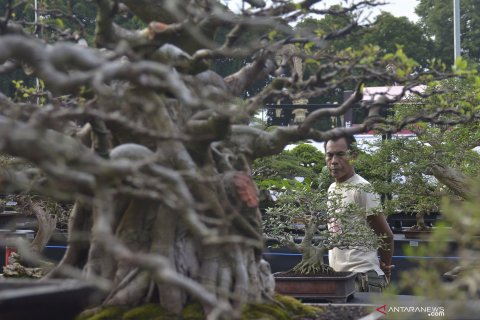 Kontes Bonsai Nasional