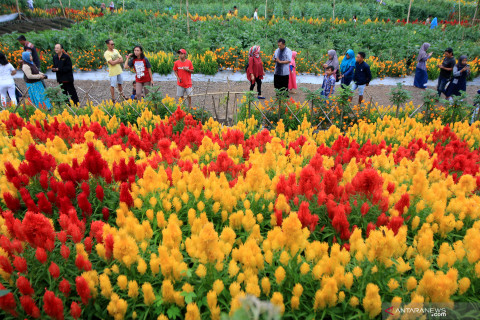Agrowisata Taman Bunga Celosia