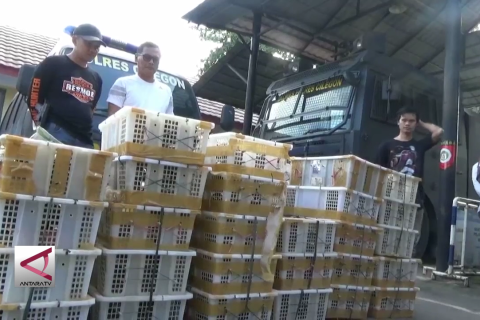 Penyelundupan seribu burung disergap di pelabuhan Merak