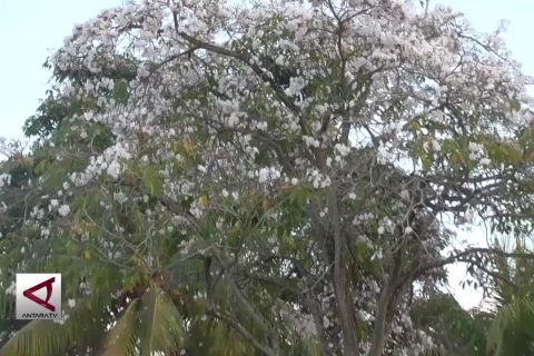 Tabebuya bermekaran, warga Batam bergembira