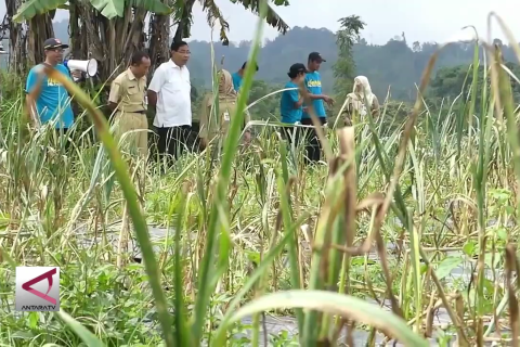 Kementan dorong Magelang jadi sentra penghasil bawang putih