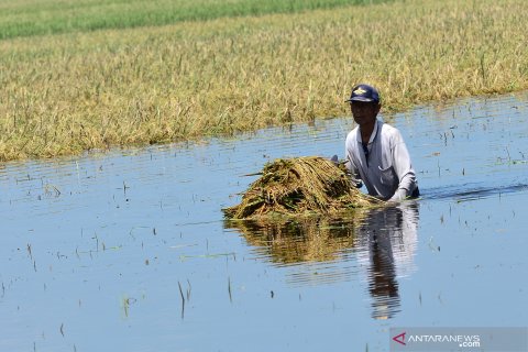 Ratusan hektare sawah terendam banjir
