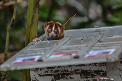 Pelepasliaran Kukang Jawa di SMGS