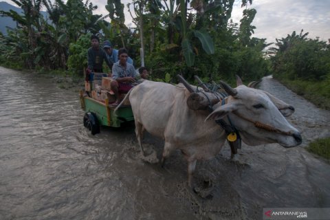 Gerobak sapi bantu kirim bantuan