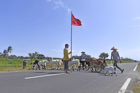 Waspada ternak melintas di jalur selatan Jawa