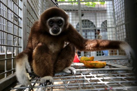 Rehabilitasi Owa Sumatera