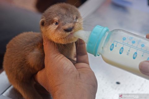 Kasus penyelundupan satwa ke Rusia