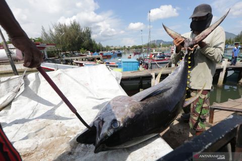 Tangkapan ikan tuna nasional