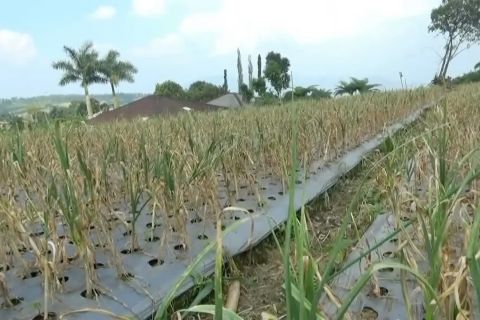 Sukabumi proyek percontohan swasembada benih bawang putih