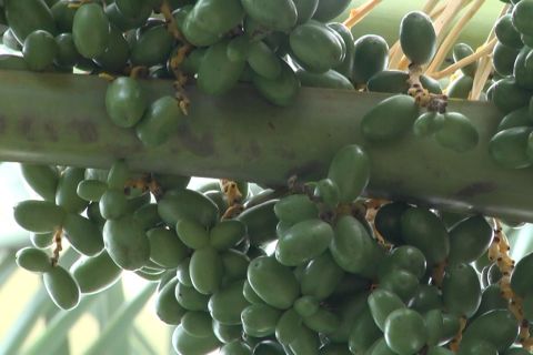 Pohon kurma berbuah di Masjid Agung Al Barkah Bekasi