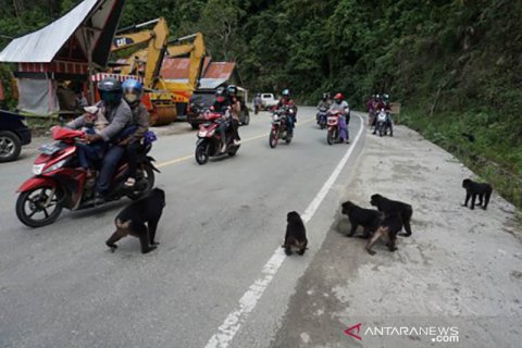 Arus bakik lebaran Trans Sulawesi