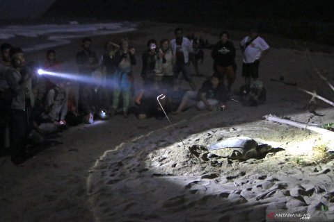 Penyu hijau bertelur di kawasan Taman Nasional Merubetiri