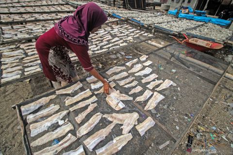 Pengolahan daging hiu