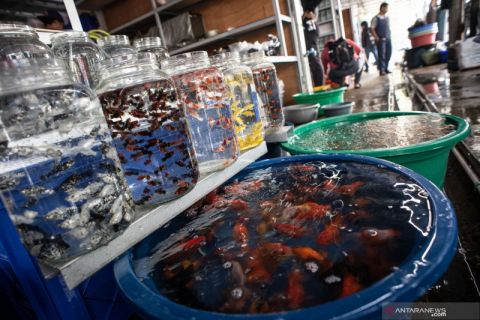 Relokasi pedagang ikan hias di Jatinegara