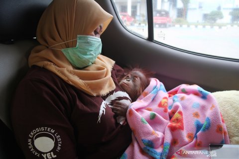 Pemindahan hewan dilindungi