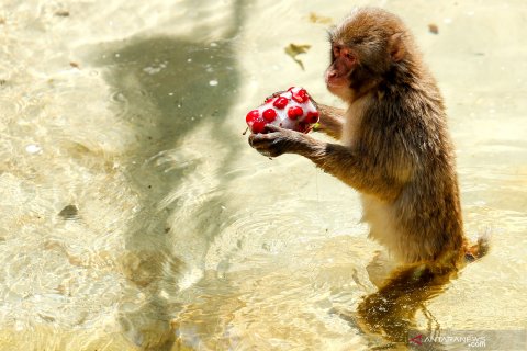 Begini perilaku binatang saat gelombang panas hantam Eropa