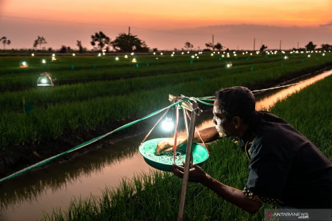 Petani bawang merah pasang perangkap hama serangga