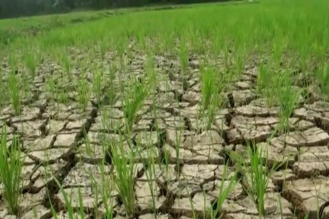 Ratusan hektar sawah di Lebak mulai kekeringan