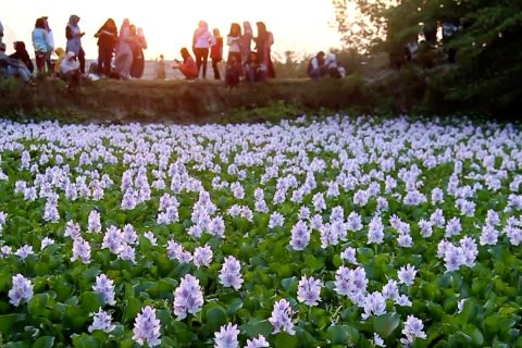 Bunga eceng gondok ramai di media sosial