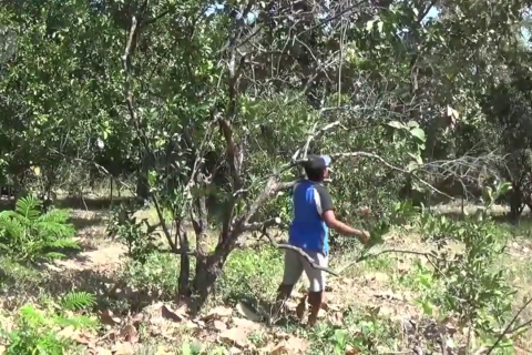 Puluhan hektare tanaman jeruk pamelo di Magetan mati