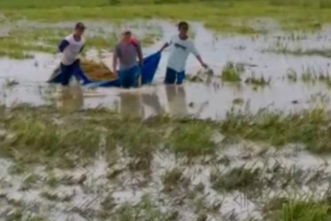 Ratusan hektar sawah terendam banjir, petani panen lebih awal