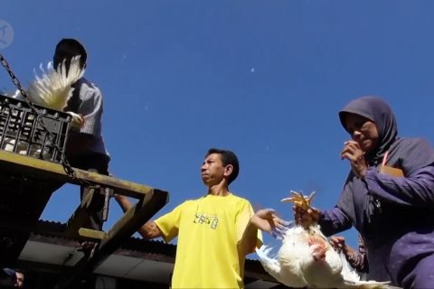 Harga jatuh, ayam potong dibagi-bagikan gratis