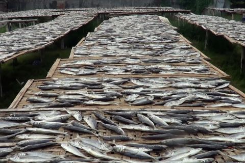 Permintaan ikan asin meningkat 50 persen