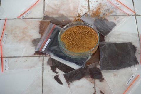 Tepung anti diabetes dari buah tanjung