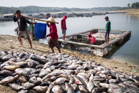 Ikan keramba waduk Kedung Ombo mati
