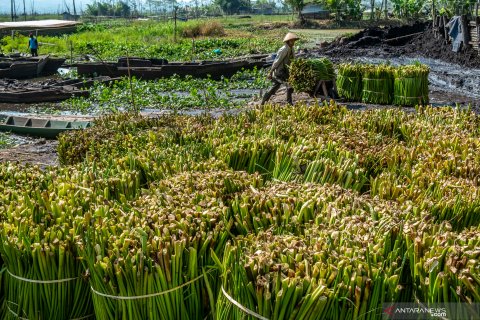 Pemanfaatan eceng gondok di Rawa Pening