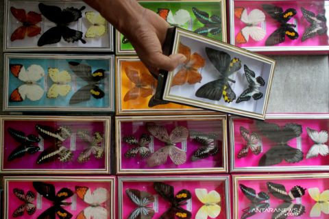 Penjualan pigura kupu-kupu