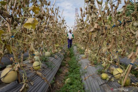 Gagal panen buah melon