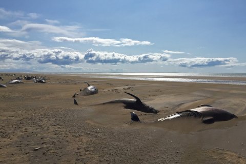 Puluhan paus terdampar di Islandia