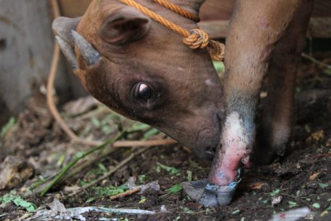 Anoa pegunungan korban jerat