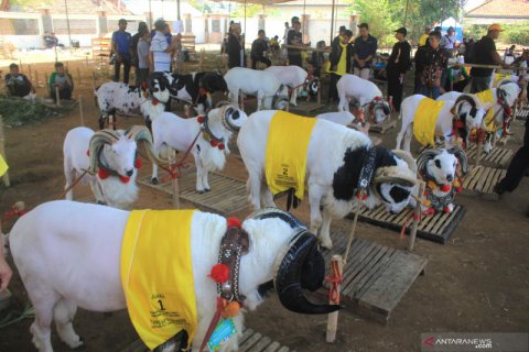 Kontes ternak di Jawa Barat