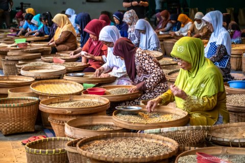 Proyeksi panen raya biji kopi PTPN IX