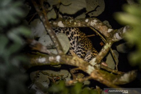 Macan tutul masuk perkampungan