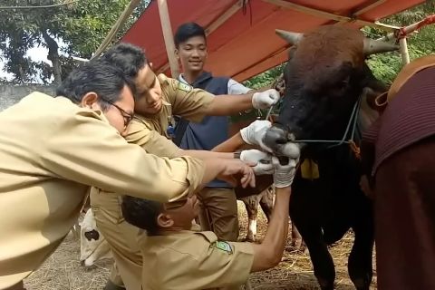 Disketapang Kota Tangerang cek kesehatan hewan kurban