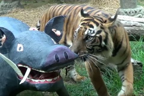 Saat harimau Bali Zoo menerkam ‘rusa’ dan ‘babi’