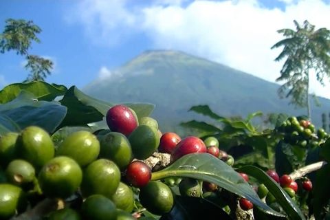 Sinergi kreatif kembangkan kopi Indonesia