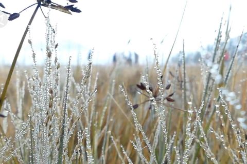 Angin timuran picu munculnya fenomena embun es