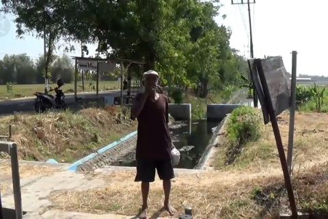 Limbah pabrik gula, masih cemari irigasi sawah