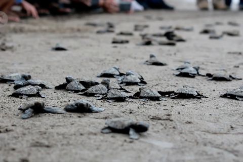 Aksi lepas tukik di Kota Padang