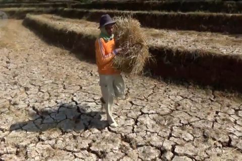 Normalisasi embung Taman Arum, hektaran areal persawahan gagal panen