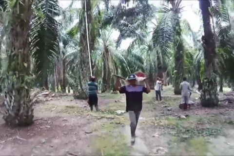 Pengusaha sawit didorong punya sertifikat ISPO