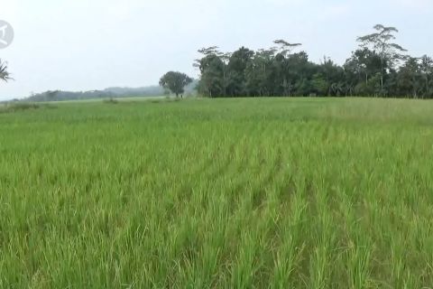 Puluhan hektar padi di Pandeglang terancam gagal panen
