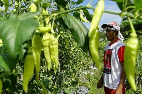 Kemarau tidak pengaruhi produktivitas cabai