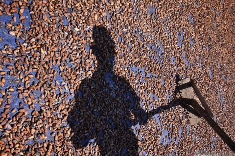 Biji Kakao komoditas ekspor