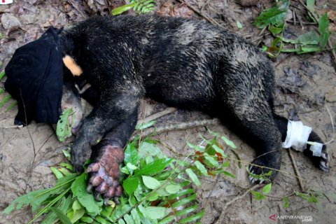 Beruang Madu terkena jerat